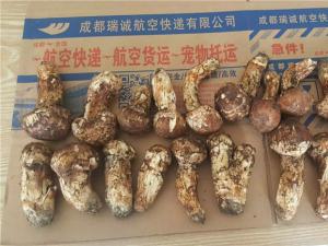  松茸航空快递