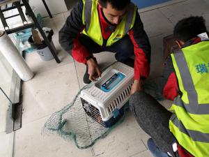 成都狗狗托运,小型犬类航空托运
