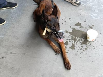 马犬航空托运