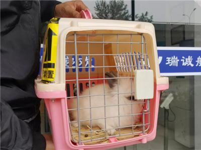  宠物兔托运