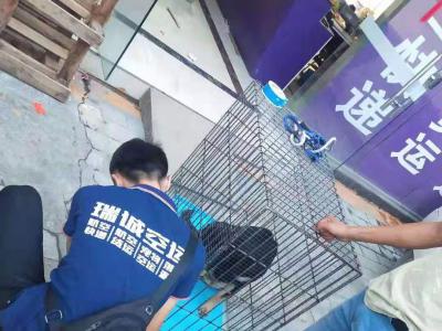 宠物托运